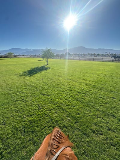 An outdoor scene features a vast green lawn under a bright, sunny sky. In the distance, mountains fade into the horizon. A lone tree casts a long shadow across the grass. The foreground reveals a brown horse, its mane styled with braids and adorned with white accents. The image appears to be taken from the perspective of someone riding the horse, showcasing a clear day and expansive landscape.