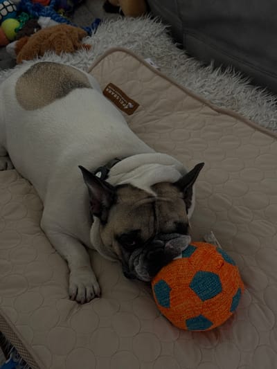 A French bulldog is lying on a beige quilted mat. The dog is mostly white with fawn markings on its face and a large fawn patch on its back. It is resting its head on an orange and blue soccer ball toy. In the background, there are various dog toys, a fluffy grey rug, and a portion of a dark grey couch. The scene appears to be indoors, likely in a residential setting in Henderson, United States of America.