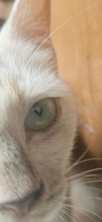 The image is a close-up, abstract shot of a cat's face, focusing on its eye and fur. The cat's fur is a light, creamy color with subtle tabby markings visible. The eye is a light green, with a dark pupil. The background is a warm, blurred orange, suggesting an indoor setting or a warm-colored wall. There is no discernible location in the city of Bekasi, Indonesia, visible in the image.