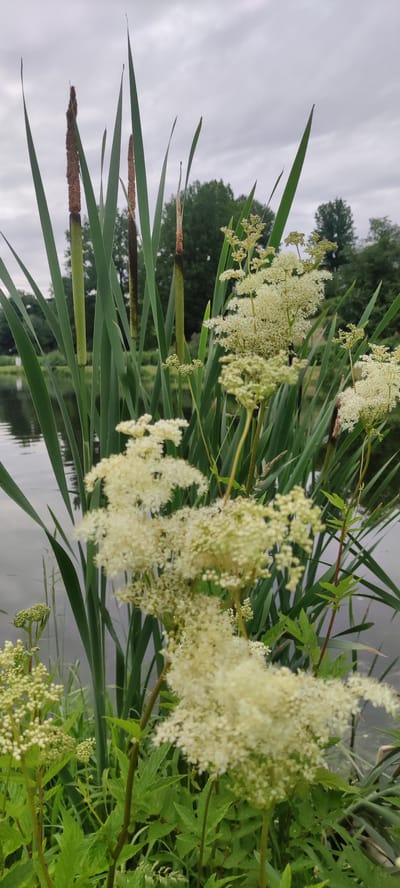 The image shows a close-up view of white flowers with small florets, growing amongst tall, green reeds and cattails. The reeds are in the foreground and middle ground, with some having brown, elongated seed heads. The white flowers are clustered on branching stems and appear fluffy and delicate. In the background, there is a body of water, likely a lake or river, with reflections of the sky and trees. Beyond the water, a line of green trees is visible, suggesting a natural or park-like setting. The sky is overcast with a soft, diffused light, indicating a cloudy day. There is no visible text in the image. The overall impression is one of a serene, natural landscape, possibly captured during the daytime under cloudy weather conditions. The focus on the foreground plants suggests a theme of nature's beauty and growth. The location context provided is Rosinka, Russia.
