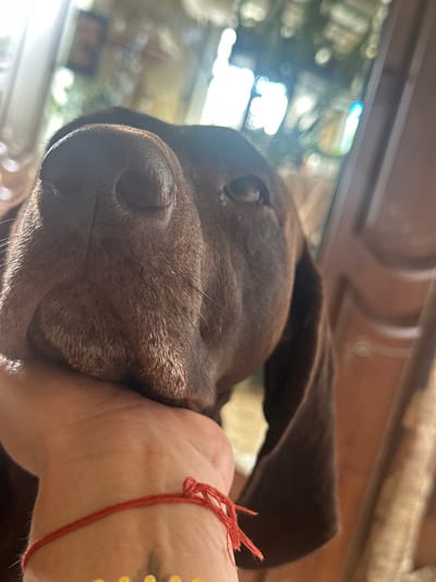 The image shows a close-up of a brown dog's face being held by a human hand. The dog's nose is prominent, and its eye is visible. A thin red string is tied around the wrist of the hand. The background is blurred and appears to be indoors, with light coming from a window or glass door. The setting is a residential interior. There is no information within the image that allows for identification of the location in Aleksandrovka, Russia.