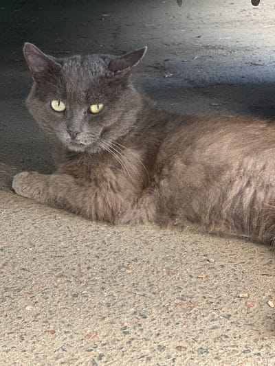 A fluffy gray cat with bright yellow eyes is lying on a concrete surface. The cat is positioned horizontally in the frame, with its head on the left side and its body extending to the right. The concrete is rough and textured, with small pebbles and debris scattered across it. To the left of the cat, the surface appears darker and smoother, possibly asphalt or a shaded area.

The cat's fur is long and appears soft. Its eyes are open and looking directly at the camera, giving it an alert expression. White whiskers are prominent against its gray fur. The overall lighting suggests it is daytime, possibly sunny given the bright eyes of the cat. The scene appears to be outdoors, likely on a street or sidewalk given the concrete and debris. There is no visible text in the image. The location context provided is Izmail, Ukraine.
