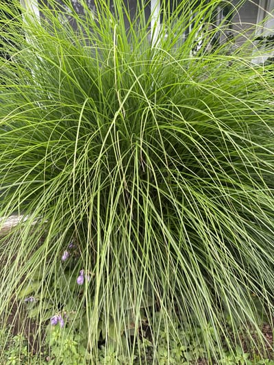 A close-up shot captures a clump of tall, thin, green ornamental grass. The grass blades are wispy and arching downwards, with some lighter green or yellowish variegation on a few blades. In the background, blurred out, are hints of a building facade, possibly a house, with what appears to be a window or door frame. Beneath the grass, a few small purple flowers are visible amongst other green foliage. The scene is set outdoors, likely in a garden or yard, with the overall impression of a well-maintained landscape. The location is Fairview Township, United States of America.