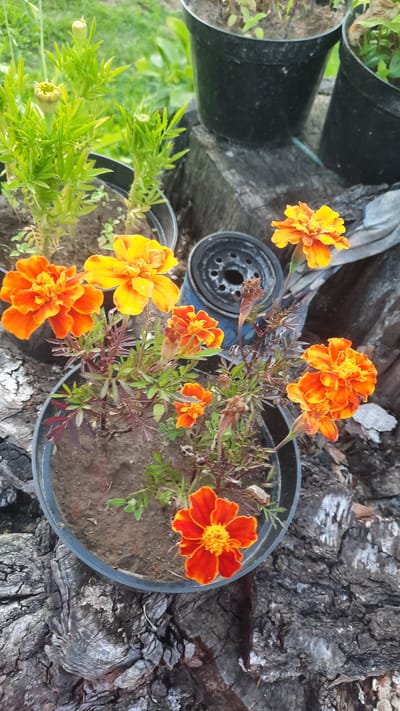 This is a close-up, eye-level, outdoor shot of potted marigolds. The flowers are a vibrant orange and yellow, with some buds visible. They are planted in a dark plastic pot filled with soil. In the background, there are two more black pots with green plants and what appears to be a piece of discarded mechanical equipment. The ground is covered with rough, dark, textured wood. The overall impression is of a somewhat rustic setting, possibly a garden or yard. The image does not contain any people or obvious signs of human activity beyond the presence of the potted plants and discarded items. No specific location in Славенскі сельскі Савет, Belarus can be determined from the visual information alone.