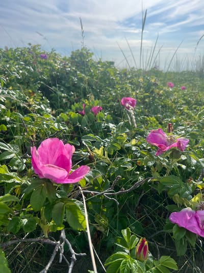 A close-up, low-angle, sideways shot shows a cluster of pink beach roses in bloom with green foliage. The roses are a vibrant pink, with delicate petals that appear slightly wilted in some instances. Some of the roses are in full bloom, while others are in bud. The foliage is a deep green, with serrated edges characteristic of rose leaves. The background is a blur of green and distant white and blue shapes, suggesting a sky and perhaps a body of water. The lighting suggests it is daytime, with sunlight filtering through the leaves and illuminating the flowers. The overall scene evokes a feeling of natural beauty and the wildness of a coastal environment. The image is part of a collection from Baltiysk, Russia.