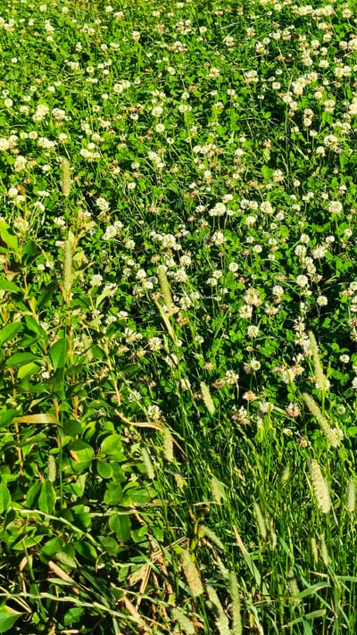 The image shows a dense field of white clover flowers and green grass under bright sunlight. Several stalks of tall, fluffy grass are interspersed throughout the clover. In the lower left portion of the image, a cluster of broader green leaves belonging to a different plant is visible. The scene appears to be an outdoor natural environment, likely a meadow or uncultivated field. No people or man-made structures are present. The location is Zvenigorod, Russia.