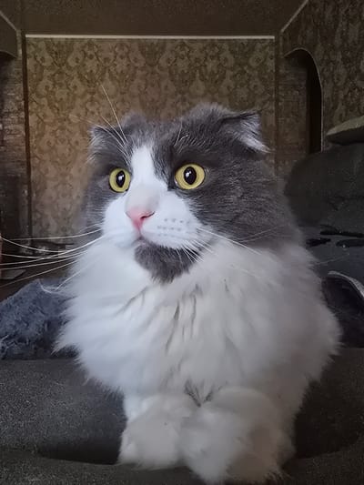 A close-up, eye-level, medium shot shows a fluffy gray and white cat with bright yellow eyes and a pink nose. The cat is sitting on a dark gray textured surface, possibly a sofa or chair. The background features a textured wallpaper with a subtle pattern, and a dark arched opening on the right side. The lighting appears to be artificial, casting soft shadows. The image does not contain any elements that can be used to identify a specific location in the city of Shahtinsk, Kazakhstan.
