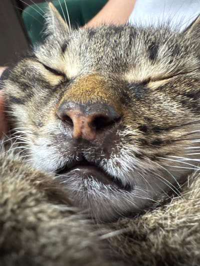 A close-up, eye-level, indoor shot focuses on the face of a tabby cat as it sleeps. The cat's eyes are closed, and its mouth is slightly open, revealing a glimpse of its teeth. The cat's fur is a mix of brown, black, and white stripes. Its whiskers are long and white. The background is blurred but appears to be a green surface. The image was taken in the city of Chernushka, Russia.