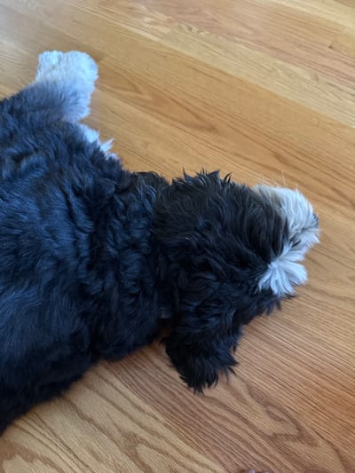 A shaggy-haired dog with predominantly black fur and distinct white markings on its head and one visible paw is depicted lying prone on a light-toned hardwood floor. The dog's body extends from the left towards the right, with its head resting to the right side of the frame. The fur appears dense and wavy. The floor consists of light brown wooden planks with visible grain patterns, reflecting ambient light. No other objects or individuals are present in the immediate vicinity. The scene is depicted as occurring in Princeton, United States.