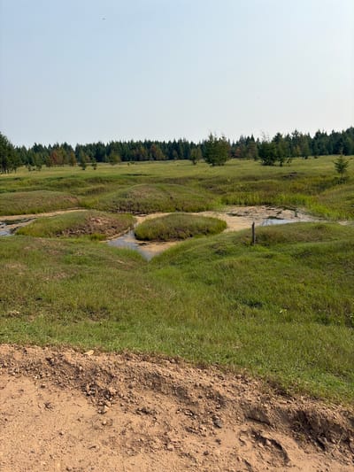 A wide shot shows a rural landscape with a clear sky. In the foreground, a dirt path borders a field of green grass, which is uneven with mounds and small pools of water. In the background, a line of green trees is visible, with some displaying hints of red and orange foliage. A single bird is captured in flight in the upper portion of the image. The scene appears to be devoid of human presence.