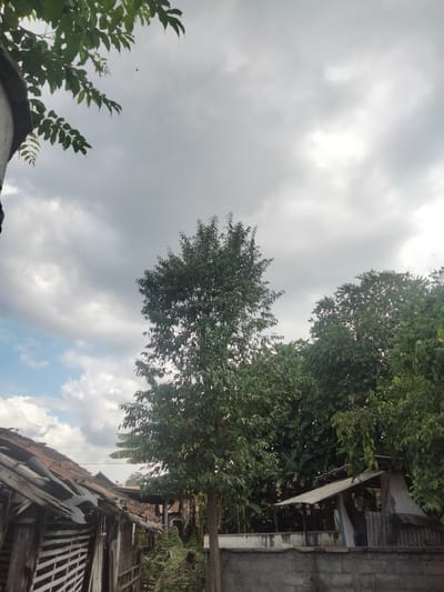 The image captures an overcast sky over a rural scene in Kedung Dowo, Indonesia. A prominent tree with dense green foliage stands in the center, partially obscuring other trees and a building. In the foreground, a dilapidated structure with a tiled roof and weathered wooden walls suggests an older, possibly abandoned building. A concrete wall runs along the bottom of the frame, dividing the immediate foreground from the background. The overall impression is one of a slightly neglected, natural environment within a village setting.