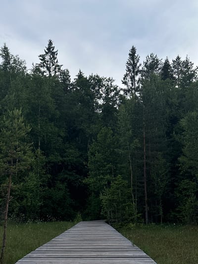 The image captures a wooden walkway extending into a dense forest on a cloudy day. The walkway, constructed from light-colored wooden planks arranged lengthwise, occupies the right side of the frame and appears to be elevated above the ground. To the left of the walkway, a strip of green grass is visible, dotted with small white flowers.
The majority of the image is dominated by the dark green foliage of the forest, which appears to be comprised of pine and deciduous trees. The trees are densely packed, creating a sense of depth and a slightly ominous atmosphere. The sky is overcast and light gray, suggesting either early morning, late afternoon, or simply a heavily clouded day.
No people or animals are visible in the image. The scene is one of natural tranquility, with the man-made walkway providing a path for exploration into the wilderness. The overall mood is serene and perhaps a little somber due to the cloudy weather and the dense, dark forest. There is no visible text in the image. The location is identified as Toksovo, Russia.
