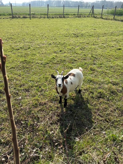 The image displays a single domestic goat standing in a grassy field located in Bû, France, under clear daylight conditions. The goat is characterized by its white coat with distinct irregular brown patches on its back and sides, and black markings around its eyes and on its lower legs. It possesses small, curved horns and is positioned centrally, facing directly towards the observer. The immediate ground cover is mixed green and dried grass with visible soil patches. A slender, bare tree branch partially occupies the far left foreground. In the mid-ground, a fence line constructed from wooden posts and wire segments the field. Beyond the fence, a lighter green cultivated field extends towards a distant dense line of deciduous trees, visible beneath a pale blue sky. The goat casts a distinct shadow to its right, indicating sunlight from the upper left.
