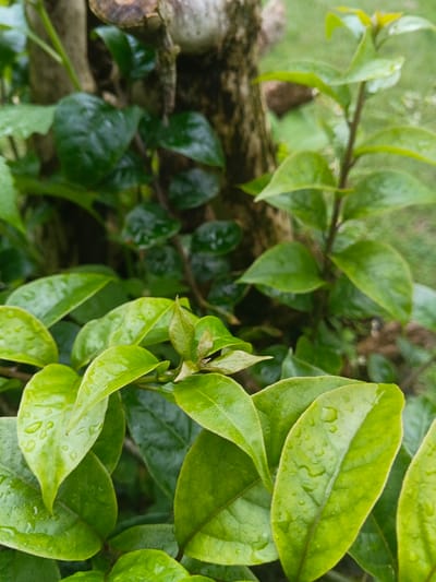 The image presents a close-up, ground-level view of vibrant green foliage in Keo Kouang, Laos. The foreground features numerous ovate leaves with pointed tips, displaying varying shades of green, from light chartreuse on newer growth at the center to darker emerald tones. Multiple leaves are visibly adorned with clear water droplets, indicating recent precipitation or dew. A segment of a tree trunk with rough, dark brown bark is partially visible in the blurred midground, surrounded by and partially obscured by additional dark green leaves. The background consists of an indistinct blur of green vegetation. No individuals, animals, or man-made structures are present within the frame. The scene is static, capturing a natural outdoor environment.