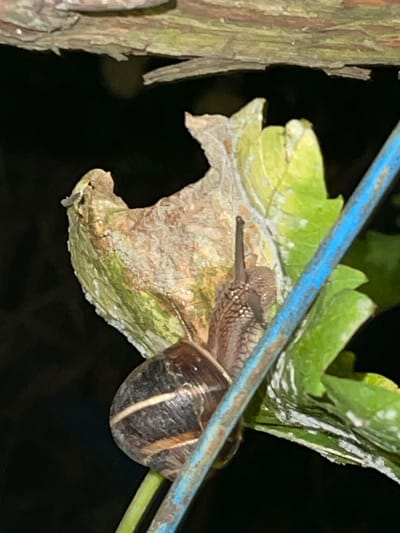 A snail is positioned on a leaf, with its shell clearly visible and its head extended. The snail is dark brown with lighter stripes on its shell. It appears to be on a plant that has both green and dry, brown leaves. A blue wire runs diagonally across the image, partially obscuring the snail and the plant. In the background, a dark, out-of-focus area suggests an outdoor environment at night. The scene is likely in the city of Donskoye, Russia, as per the request, though no specific indicators of this location are present within the image itself.