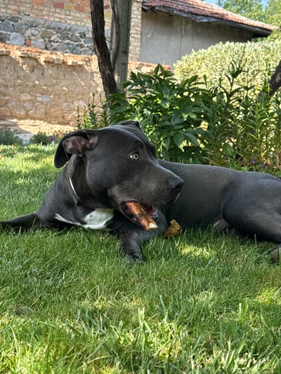 In Tvarditsa, Bulgaria, a dark gray dog lies on a sunlit patch of green grass in a yard. The dog is resting on its left side, with its head turned to the right. It has a white patch of fur on its chest and appears to be chewing on a bone or a chew toy. The background features a weathered brick wall, lush green bushes, and trees, indicating a natural outdoor setting. The overall atmosphere is serene and casual.
