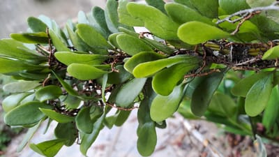 A close-up, eye-level, horizontal shot shows a plant with many small, oval, green leaves arranged along a brown stem with visible aerial roots. The leaves are shiny and have a slightly textured surface with tiny dots. The background is blurred, with hints of green foliage and a light-colored surface, suggesting an outdoor environment. The image was taken in Meunasahmeucap, Indonesia. There are no people or animals present in the image.