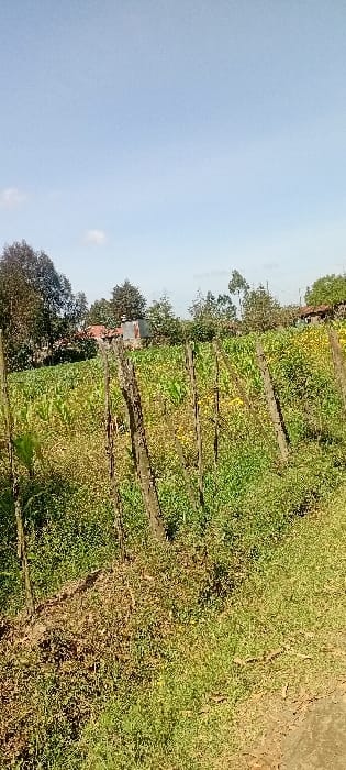 An agricultural landscape under a bright, slightly hazy sky. Neat rows of crops, likely tobacco or corn, dominate the field. Dark wooden posts support the rows, creating a structured pattern. The vegetation is a mix of greens and yellows, suggesting maturity or harvest readiness. In the distance, trees surround a small building with a red roof. A patch of grass grows near a dirt path.