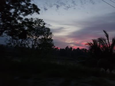 The image shows a blurred silhouette of trees and palm trees against a twilight sky. The sky is painted with hues of pink, purple, and grey, suggesting either sunrise or sunset. The foreground is dominated by dark, indistinct shapes of vegetation and possibly land. The overall impression is one of natural scenery at dusk or dawn. The location is specified as Blangpanjoe, Indonesia, but there are no specific landmarks or elements in the image that would confirm or deny this particular location. There are no people or discernible actions or interactions captured.