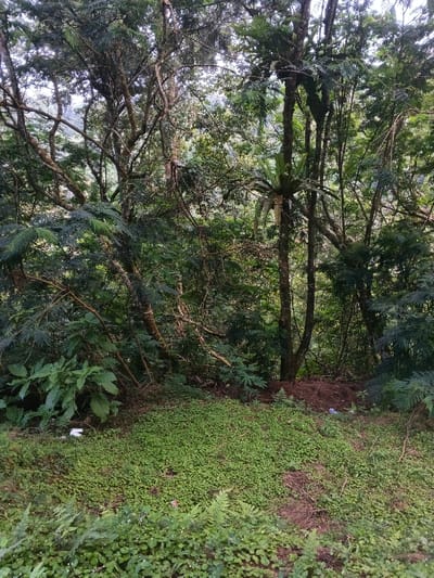 This image displays a dense, verdant natural environment situated in Stueng Saen, Cambodia. The foreground features an uneven ground plane predominantly covered by a low-lying, light-green broadleaf groundcover, with larger fern-like plants present towards the right. A crumpled white object, appearing to be plastic or paper, is partially visible among the plants in the lower-left corner. The midground is dominated by multiple mature trees with rough bark and an intricate arrangement of branches, many supporting epiphytic plants, including a prominent bird's nest fern attached to a central tree trunk on the right. A small mound of dark soil or organic material is located at the base of this central tree, where a crumpled blue and white object, consistent with plastic debris, is also present. The background consists of a thick canopy of dark green foliage and tree branches, with diffused natural light filtering through the overhead canopy. No human or animal subjects are visible in the scene.