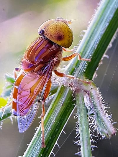 A close-up macro photograph captures a hoverfly perched on a green plant stem. The hoverfly is positioned on the right side of the frame, its body angled to the left. Its large, bulbous compound eyes are a prominent feature, appearing golden-yellow with dark speckles and a reddish-brown marking. The hoverfly's thorax is a reddish-brown with distinct, dark stripes that have a purplish hue. Its wings are translucent with a network of veins and exhibit iridescent shades of pink, purple, and orange. The hoverfly's slender legs are orange and appear to grip the fuzzy surface of the plant stem. The plant stem is green and covered in fine, white hairs, with some parts appearing slightly purplish at the tips of the hairs. The background is softly blurred, showing a gradient of pale green and yellowish-brown, suggesting an outdoor, natural environment. The image was taken in Keudebayu, Indonesia.