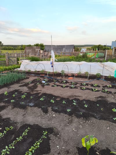 The image depicts a garden plot in the village of Ilmino, Russia, under a dusky sky with scattered clouds. The foreground is dominated by a tilled garden bed with several rows of young plants, appearing to be leafy greens or similar vegetables. A section of the garden features what looks like a makeshift greenhouse, constructed with arched supports covered by a white fabric. To the left of this greenhouse, a row of green onions is visible. In the background, a rustic wooden fence encloses the property, with various small wooden structures, possibly sheds or outbuildings, situated behind it. A tall pole with some white material attached stands near the greenhouse. The overall scene conveys a sense of rural life and cultivation.