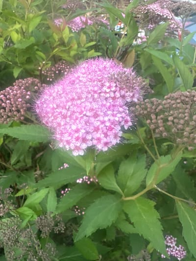 This media file captures a close-up view of a flowering plant, likely a Spirea variety, with abundant pink and purplish-pink flower clusters set against a backdrop of lush green leaves. The main subject is a large, heart-shaped cluster of delicate pink flowers, its texture appearing soft and feathery due to the numerous small individual blooms. Smaller, unopened flower buds in a darker, purplish hue are visible throughout the frame, some clustered tightly and others scattered. The leaves are elongated with serrated edges, characteristic of many shrub species.
The scene is natural and appears to be outdoors, possibly in a garden or wild setting. The lighting suggests it could be daytime, with diffused light, perhaps indicating an overcast day or a shaded location. There are no people or animals visible in the frame. The focus is entirely on the botanical details of the plant.
Given the provided location context of Пярэжырскі сельскі Савет, Belarus, this plant is likely growing in a natural or cultivated area within that region. The image does not contain any visible text. The overall impression is one of natural beauty and the vibrancy of flowering flora.