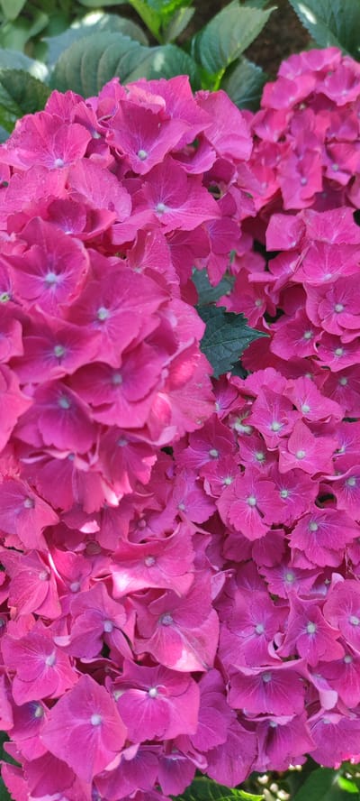 A close-up shot captures a cluster of vibrant pink hydrangeas in full bloom. The flowers are densely packed, with delicate petals forming rounded clusters. Some green leaves are visible interspersed between the blooms. The lighting suggests an outdoor setting, likely in a garden or park. No people are present in the image. The location provided, Supsekh, Russia, is a village in Krasnodar Krai, known for its agricultural production, including vineyards and gardens. This image is consistent with a garden setting in a region that supports floral cultivation.