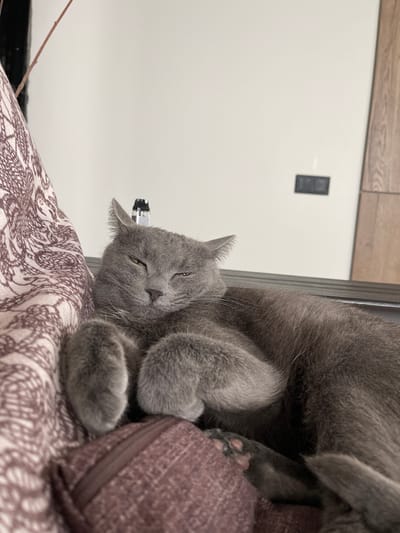 A gray feline subject, identified as a domestic cat, is observed resting on its side in an interior setting located in Yanga-Yul, Russia. The cat's fur is short and uniformly gray. Its eyes are partially closed, and its front paws are curled inward. Beneath the cat's right front paw lies a small, rectangular, reddish-brown zippered pouch with a textured surface. To the left of the cat, a light-brown patterned fabric with a darker, intricate design is visible. The background consists of a plain light-colored wall, against which a wooden panel or furniture piece is positioned on the right. Two dark-colored electrical outlets or switches are fixed on the wall to the upper right. A silver-colored electronic vaporizing device is partially visible behind the cat's head, standing upright. A thin, reddish-brown branch is present in the upper left corner of the frame.