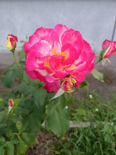 A close-up, vertical, eye-level outdoor shot focuses on a vibrant pink and yellow rose in full bloom, situated in the city of Goryachiy Klyuch, Russia. The rose, centrally positioned, displays a gradient of colors, with deep pink edges fading into a bright yellow center. Its petals appear slightly ruffled and are dotted with dew. To the left and right of the main bloom, several rosebuds are visible, some partially open, showing similar pink and yellow hues. The rose plant has lush green leaves and stems. In the background, a light gray, textured wall is present on the left side, suggesting an urban or garden setting. The ground beneath the plant is covered with green grass and some dry soil. The overall lighting suggests it is daytime, possibly overcast, with soft shadows. There are no people or animals in the frame.