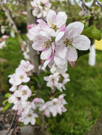 The image depicts a cluster of apple blossoms in full bloom. The flowers are primarily white with delicate pink accents on the edges of the petals. The blossoms are growing on a tree branch. Green grass and other foliage are visible in the background, suggesting an outdoor setting. The flowers appear to be located in a field. The images was taken in Kolosisty, Russia.
