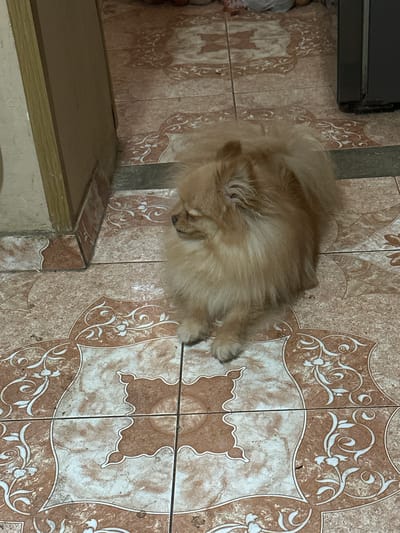 A light brown Pomeranian dog is sleeping on its side on a tiled floor. The dog is curled up, with its head resting on its paws. Its fur is thick and fluffy. The floor is made of square tiles with a pattern of brown and white swirls. To the left of the dog, there is a wooden shelf. The scene appears to be indoors, possibly in a home. The lighting suggests it could be daytime.