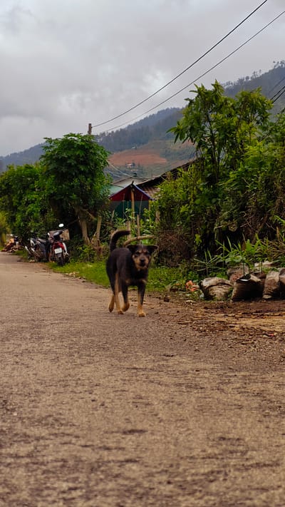 This image depicts a rural scene in Mù Cang Chải, Vietnam, on an overcast day. A medium-sized domestic dog, dark-furred with tan markings on its face, chest, and legs, walks forward on a light brown, paved road towards the viewer. Its tail is curled upwards. To the right of the dog, partially obscured by green foliage, a cat with bright, light-colored eyes is visible, observing from behind bushes.

The road recedes into the background, flanked by dense green vegetation, including trees and bushes. On the left side of the road, two motorcycles are parked behind foliage. Further back on the left, a wooden utility pole with power lines is visible, extending across the upper portion of the frame. On the right side of the road, beyond the cat, several large, filled sacks are present near scattered wood chips and debris. Behind the vegetation on the right, a distinctive red and blue striped umbrella-like structure is partially visible above a fence.

In the background, steep mountains covered with trees rise under a grey, cloudy sky. Patches of reddish-brown, possibly cultivated or cleared land, are visible on the distant mountain slopes, along with small structures. The lighting is soft and diffused, characteristic of an overcast environment.