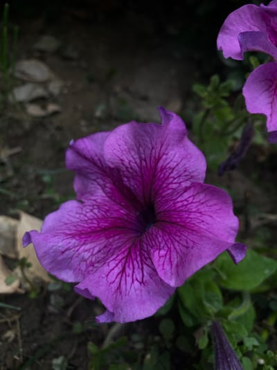 The image shows a close-up, overhead view of a vibrant purple petunia flower in bloom. The flower has five distinct petals that spread outwards, with darker purple veins radiating from the center. The texture of the petals appears delicate and slightly velvety. The center of the flower is a deep, dark purple, hinting at its reproductive parts within.
In the background, the setting appears to be an outdoor garden. Out-of-focus green leaves and stems of other plants are visible, suggesting a lush environment. The ground beneath the flower is dark and textured, with some fallen leaves or organic matter visible, and a few lighter-colored, possibly stone-like elements. There are also hints of other purple petunia flowers in the upper left and upper right corners of the frame, indicating a cluster of these blooms.
The lighting suggests it might be late afternoon or early evening, or a shaded area, as the light is soft and there are no harsh shadows. The focus is entirely on the central petunia, drawing the viewer's attention to its intricate beauty. There is no visible text in the image. The overall mood is one of natural beauty and tranquility.