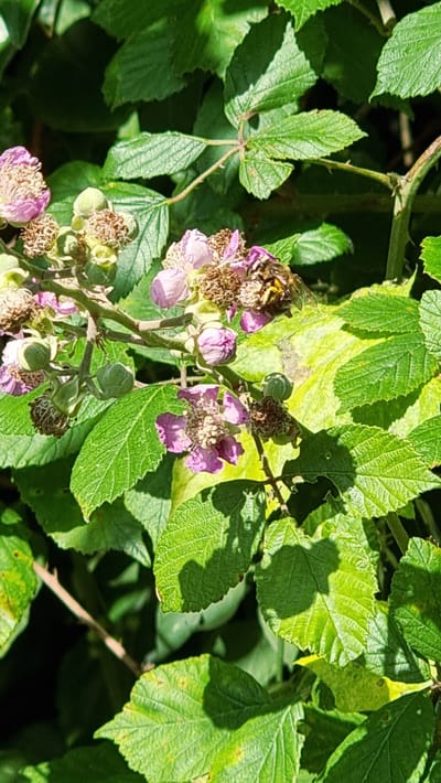 A close-up shot captures a bee perched on a cluster of blooming wild roses in Sant Joan les Fonts, Spain. The bee, with its distinctive yellow and black stripes, is actively engaged with the delicate pink petals and the flower's stamen. The surrounding foliage is lush and green, with some leaves showing signs of yellowing and sunspots. The dappled sunlight casts shadows across the scene, highlighting the textures of the leaves and flowers. The image conveys a moment of natural interaction within a verdant environment.
