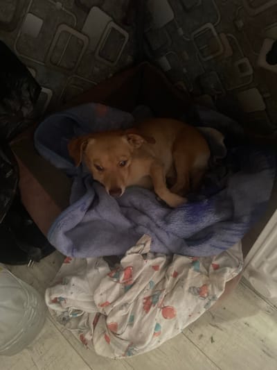 An adult tan dog is lying on a blue blanket. The dog is facing the camera and appears to be looking slightly down. The dog's head is resting on the blanket. Behind the dog is a brown dog bed. To the left of the dog bed is a black plastic bag. To the right and below the dog bed, there is a white cloth with a pattern of small grey and pink figures. The floor beneath the cloth is made of light-colored wood planks. The background consists of a textured wall with a repeating pattern of squares and rectangles. This scene is likely indoors, possibly in a residential setting. There is no indication of the specific location within the city of Karpinsk, Russia.
