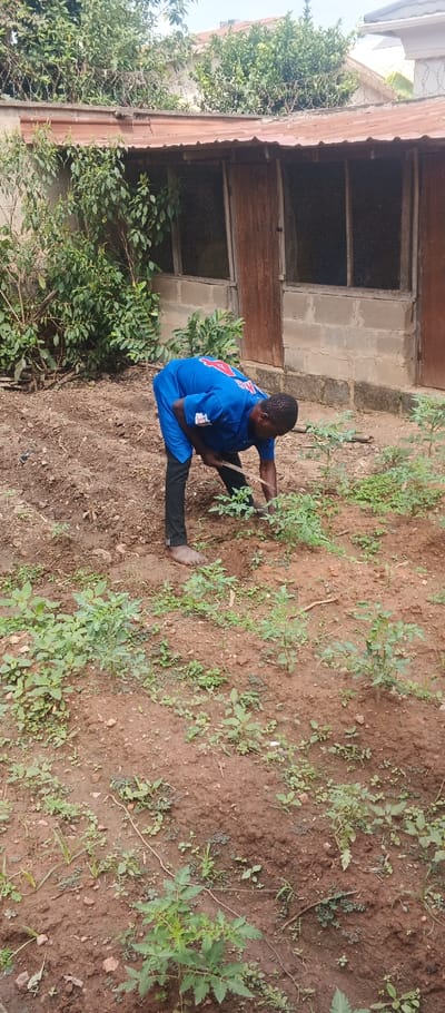 In an outdoor garden setting within Ado-Ekiti, Nigeria, a dark-skinned male is depicted tending to small plants. He is wearing a blue short-sleeved shirt with a red logo on the back and black pants, with one foot visibly bare. The man is bent at the waist, using a slender, light-colored implement to cultivate the reddish-brown soil around several young, green plants, which appear to be arranged in rows. The ground is sparsely covered with both cultivated plants and weeds. In the background, a low-slung building with concrete block walls, multiple mesh-covered windows, and a rusty corrugated metal roof is visible. A weathered wooden door is present on the building's right side. Behind this structure, a concrete wall topped with strands of barbed wire and dense green foliage marks a boundary.
