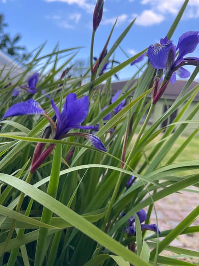 The image captures a close-up, low-angle perspective of multiple blooming purple Iris flowers interspersed within dense, long, green foliage in Куликово, Russia. The foreground exhibits sharp focus on the vegetation and flowers. A prominent purple Iris flower on the upper right displays intricate white and dark purple veining on its lower petals. Another distinct purple Iris flower is visible on the left side of the frame. The flowers emerge from reddish-brown stems, surrounded by numerous blade-like green leaves that extend across the frame, some overlapping. The background reveals a clear blue sky with scattered white cumulus clouds in the upper section. Below the sky, blurred architectural elements, possibly parts of buildings or structures, appear as light-toned shapes. To the lower right, a section of blurred light brown paving or stone is visible, adjacent to a patch of green grass or lawn. No people or animals are present. The scene is illuminated by bright natural daylight.
