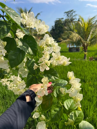 A person's hand, with red nail polish, gently touches white bougainvillea flowers in the foreground. The flowers are clustered on a branch with vibrant green leaves. In the background, a lush green rice field stretches towards a blue sky with scattered clouds. Palm trees and a small, colorful structure are visible within the rice field, suggesting the location is Tegallalang, Indonesia, a place known for its picturesque rice terraces. The scene is bathed in natural sunlight, creating a serene and tropical atmosphere.