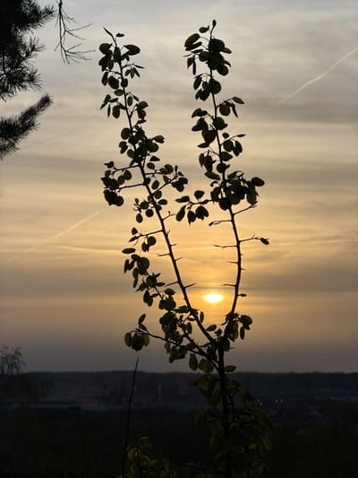 The image shows a silhouette of a thorny branch with leaves against a sunset or sunrise sky. The sky has light orange and gray hues, possibly indicating dawn or dusk. There are what appear to be contrails from aircraft visible in the sky. In the background, there's a dark, undefined area that could be terrain or buildings. The image appears to be taken outdoors and could be at the city of Schifflange, Luxembourg.