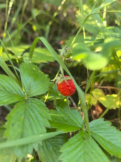This is a close-up, eye-level shot of a wild strawberry in a natural setting. The subject, a single, ripe red wild strawberry, is centrally located and slightly to the right of the frame. It is attached to a thin stem and appears to be surrounded by lush green foliage.
The strawberry is small and vibrantly red, with visible seeds dotting its surface. The leaves surrounding it are a rich green, with serrated edges and prominent veins. Some of these leaves are in focus, revealing a slightly textured surface, while others are blurred due to the shallow depth of field. Interspersed among the leaves are blades of grass, some sharp and defined, others soft and out of focus, creating a layered effect.
The lighting suggests it is daytime, with sunlight filtering through the leaves, creating highlights and dappled shadows. This warm, natural light contributes to the vibrant colors of the strawberry and foliage. The background is softly blurred, hinting at a forest floor or a dense, grassy area. The overall mood is serene and peaceful, highlighting the beauty of nature.
There is no visible text in the image. The location context provided is Parėčča, Belarus, which aligns with the natural, wild environment depicted. The image appears to capture a moment of simple discovery in nature.