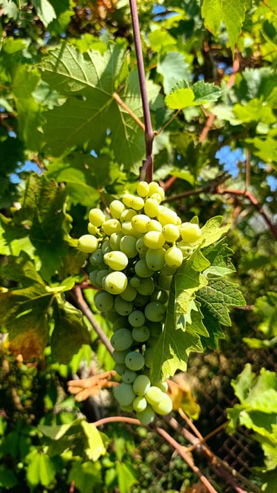 In Chinaz, Uzbekistan, a bunch of light green grapes hangs from a vine, illuminated by sunlight. The grapes are clustered together, with some appearing more translucent than others. The vine's stem is a reddish-purple hue, and it is surrounded by lush green grape leaves, some of which are slightly yellowed. The background is a blur of more greenery and the indistinct shapes of branches and possibly a fence, suggesting an outdoor setting in a vineyard or garden. The overall impression is of a ripe bunch of grapes ready for harvest, with a natural, organic aesthetic.