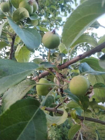 The image shows a close-up view of several unripe green apples hanging from a tree branch. The apples are round and have a smooth surface. They are surrounded by lush green leaves, some of which are larger and more prominent than the apples. The background is blurred, suggesting a shallow depth of field, and shows more foliage and possibly the sky. The image appears to be taken outdoors, likely in an orchard or garden. There are no people or any visible man-made structures that would indicate a specific location within the city of Зипуново, Russia. The scene is natural and focuses on the fruit on the tree.