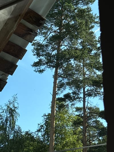 The media file captures a low-angle view of trees and the sky from what appears to be beneath a structure, possibly a roof or canopy. The subjects are primarily tall, green coniferous trees with thick branches reaching towards a clear, bright blue sky. A prominent, thick branch extends horizontally across the frame, dividing the upper and lower portions of the image.

In the lower left of the image, there is a section of what looks like a wooden roof or deck, with several planks of aged, dark wood positioned at an angle. These planks are resting on a white surface, possibly the underside of the roof. The lighting suggests it is daytime, with the sun illuminating the scene from above, casting no distinct shadows that would indicate a specific time.

The overall mood is serene and natural. The clear blue sky and lush green foliage evoke a sense of a pleasant day outdoors. There are no people or animals visible in the frame. The location context provided, Beryozovsky, Russia, implies an outdoor setting, likely in a natural or semi-natural environment with established trees. The image does not contain any visible text.