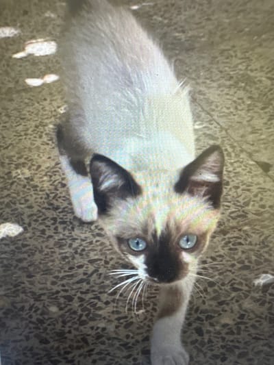 This is an image of a Siamese cat lying on a textured, speckled surface. The cat has characteristic dark brown points on its ears and face, with a lighter body and legs. Its eyes are a striking blue. The cat appears to be resting or relaxed. The speckled surface suggests it could be an outdoor patio or a similar textured ground. There are some bright, undefined shapes on the surface, possibly reflections of light or small debris. The overall lighting suggests it might be daytime, possibly outdoors, given the texture of the ground.