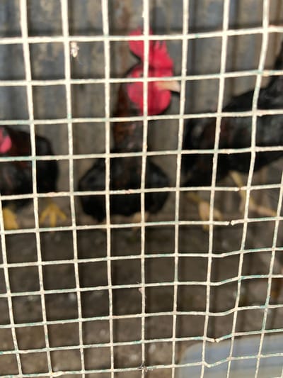 The image shows several chickens, likely roosters, in a cage. One rooster in the background has a prominent red comb and wattle. The cage bars are visible in the foreground and appear to be made of metal. The chickens are dark-colored, with some showing hints of black and brown feathers. Yellow legs and feet are visible on at least two of the birds. The environment within the cage appears to be a dirt or concrete floor, with some debris. The image is out of focus, suggesting it was taken at a distance or with a shallow depth of field. The location is Buleleng, Bali, Indonesia.