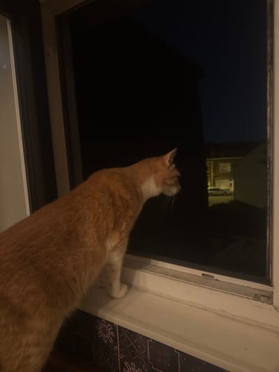 A medium shot of an orange tabby cat looking out of a window at night. The window frame is white and the scene outside is dark, though a building is visible in the distance with illuminated windows. The cat is positioned to the left of the frame, with its back towards the viewer and its head turned towards the window. The location in the city of Wattrelos, France cannot be determined.