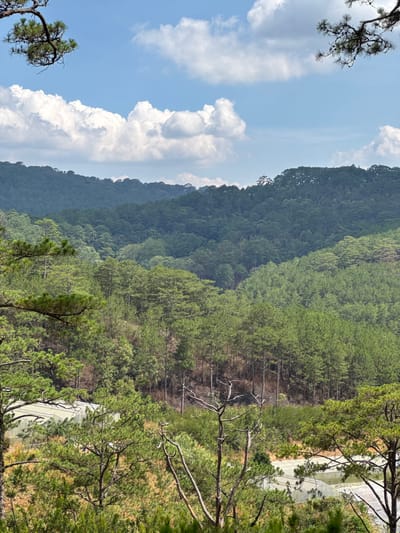 The image presents a forested mountainous landscape in Păng Tiêng 1, Vietnam, under a bright sky with cumulus clouds. A dense, multi-layered forest covers the slopes, transitioning from darker green hues in the distance to lighter shades closer to the viewpoint. The foreground features trees with visible branches and foliage framing the scene. A structure covered in white material is partially visible amidst the trees on the right side.