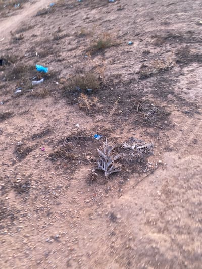 The scene depicts a dry, unpaved area in الغنادة, Tunisia, characterized by light brown earth mixed with small gravel and sparse, dried vegetation. Scattered across the ground are various pieces of litter. A prominent bright blue plastic bag is visible in the upper-left quadrant. Other plastic debris, including smaller fragments of blue and white wrappers, and a small pink plastic cap, are dispersed throughout the frame. A distinctive, light-colored, dried thorny plant or thistle skeleton lies in the foreground, slightly to the right of the center. No individuals or animals are present, nor are any specific actions or interactions depicted.