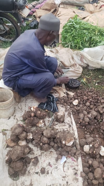The image depicts an outdoor scene in Kakuri Gwari, Nigeria, likely a market or roadside stall. A man wearing a blue traditional outfit and a grey cap is kneeling on a dirt ground covered with a white cloth. He is surrounded by a large quantity of harvested root vegetables, which appear to be yam or similar tubers. Some of the vegetables are partially covered in soil, and others have been cleaned. To the left, a white plastic bucket is visible. In the background, there are large sacks, possibly containing more produce or goods, and a bundle of green leafy vegetables is prominent. A portion of a motorcycle is visible on the far left of the image. The man's hands are engaged in handling some of the vegetables or possibly separating them. The overall impression is of a vendor preparing or displaying produce for sale.